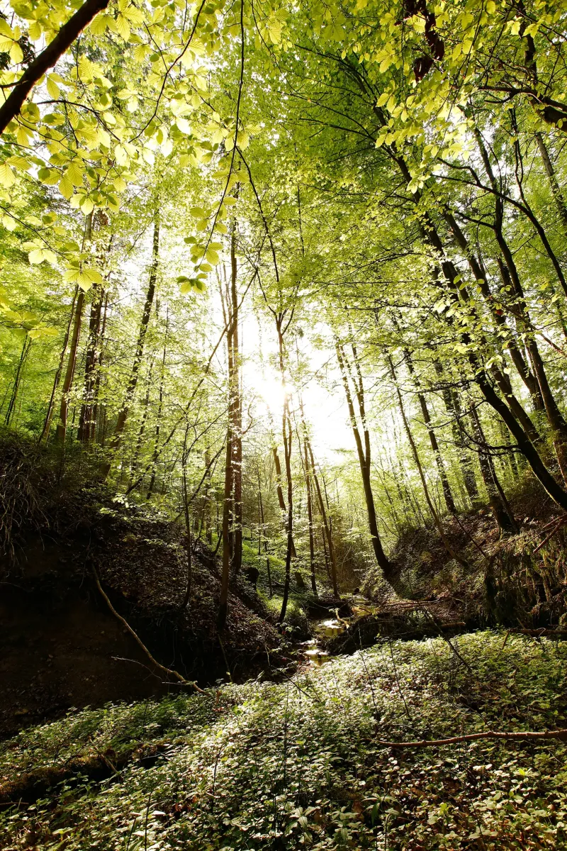 wald