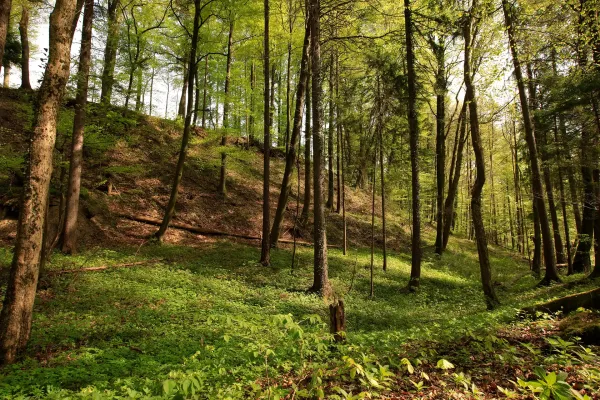 Unberührte Waldlichtung
